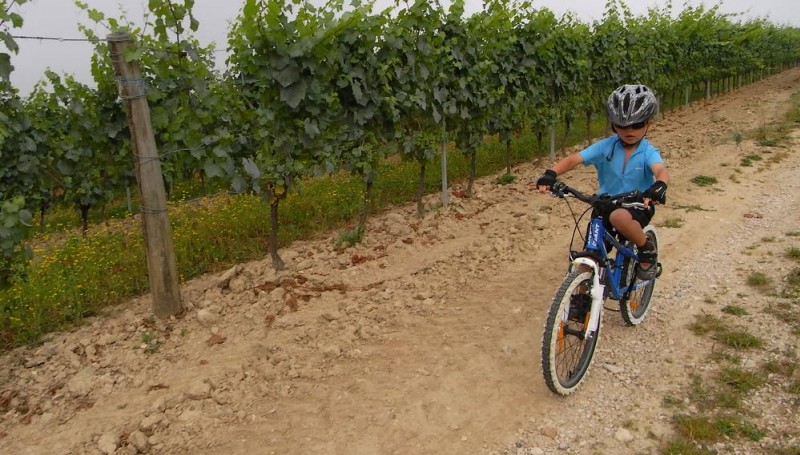 #3 parcours dans les vignes parcours dans les vignes
