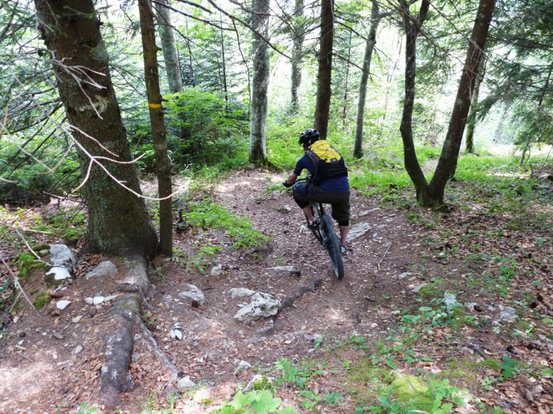 #11 Descente : la suite dans la forêt parait facile après les marches. Descente : la suite dans la forêt parait facile après les marches.