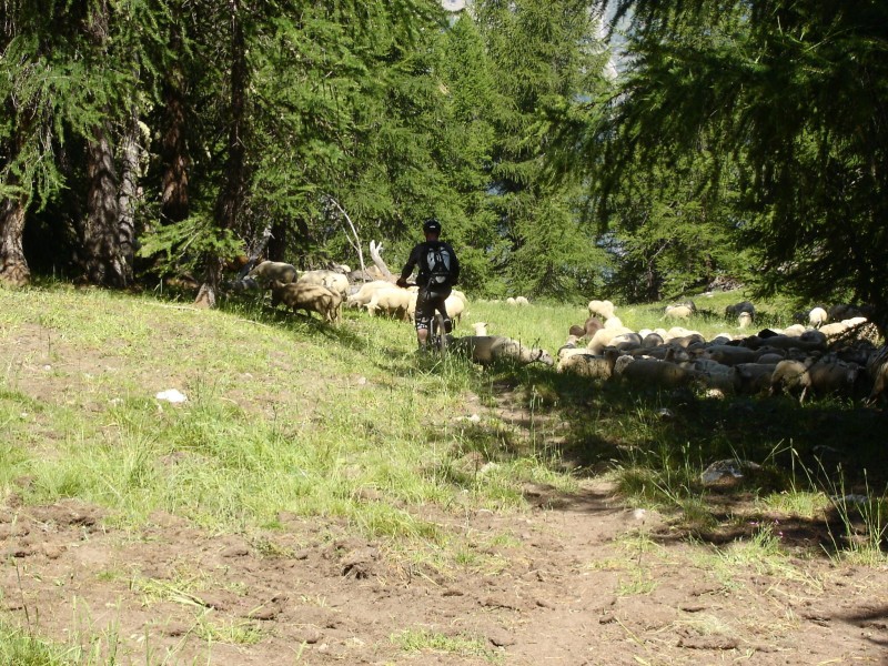 Berger du futur? : Faudra que les moutons s'habituent un peu mais pourquoi pas...!