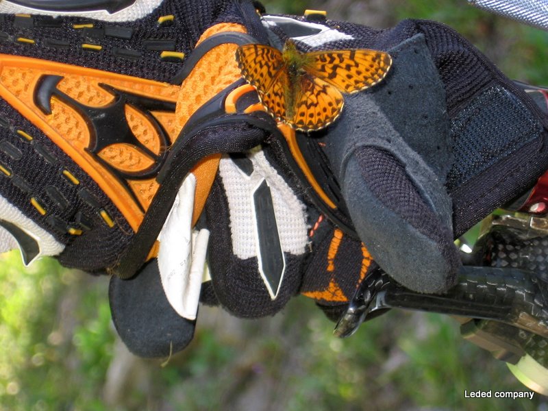 #18 Papillon : Belle rencontre mais il a fallut les séparer pour repartir :) Papillon : Belle rencontre mais il a fallut les séparer pour repartir :)