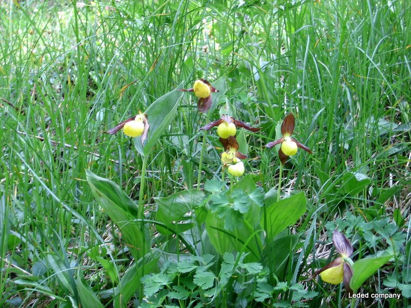 #17 Sabot de la Vierge : L Sabot de la Vierge : L'orchidée la plus recherchée des photographes. C'est le graal me dira un des leurs. Quand on sait qu'il y a une station de + de 40 pieds juste à côté...