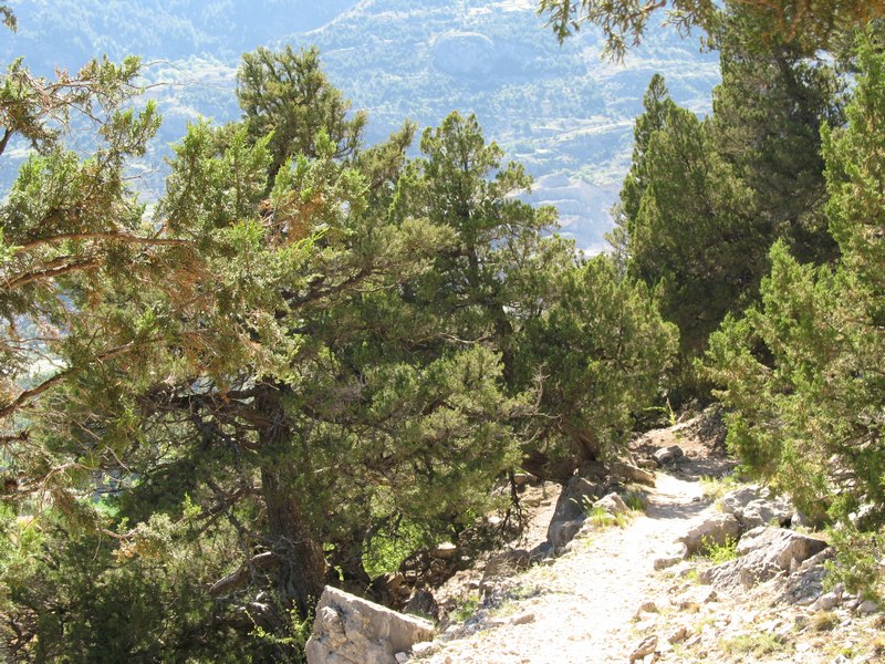 #8 Les Thurifères : bonus après cette belle journée Les Thurifères : bonus après cette belle journée