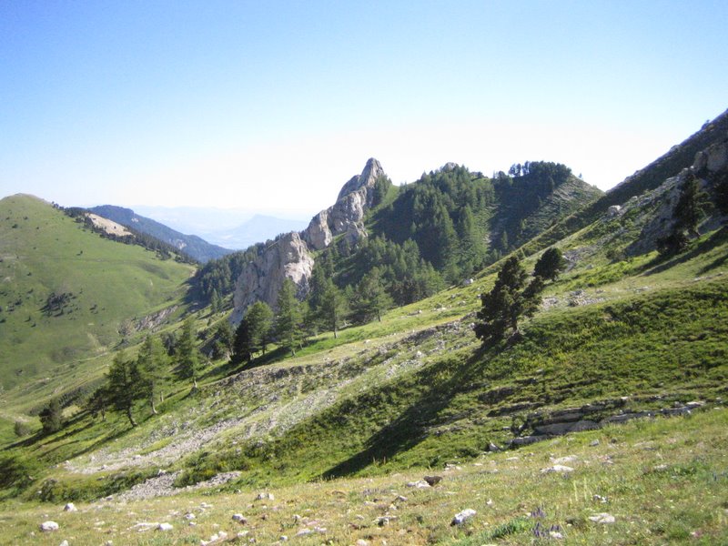 Tête du pin : Vu de dessous le col de Plate Contier