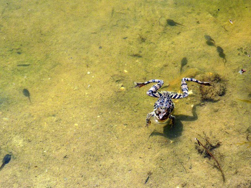 Grenouille : Habitante du lac des Clots