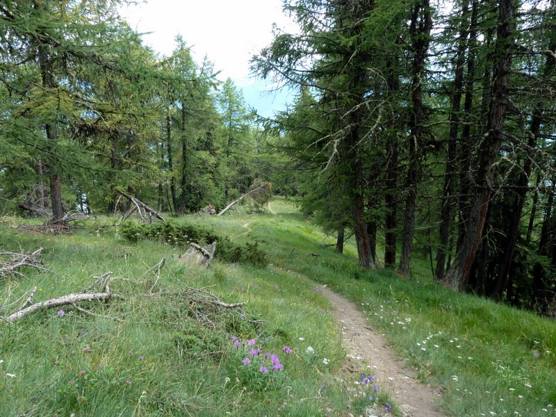 #15 Mt Fallère : Superbe sentier dans les Mélèzes Mt Fallère : Superbe sentier dans les Mélèzes