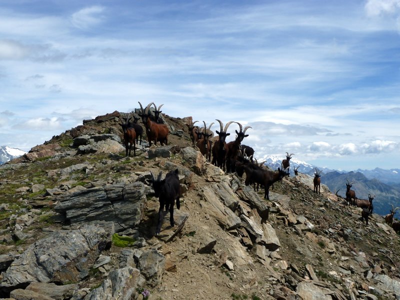 Mt Fallère : Grande solitude au sommet