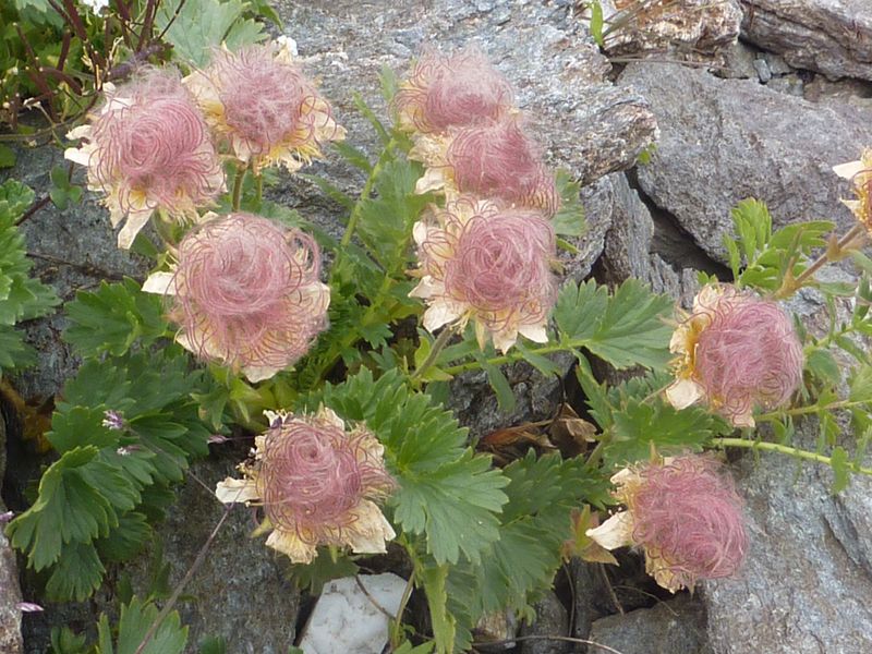 #13 Fleurs : Qui sait ce que c Fleurs : Qui sait ce que c'est ??
