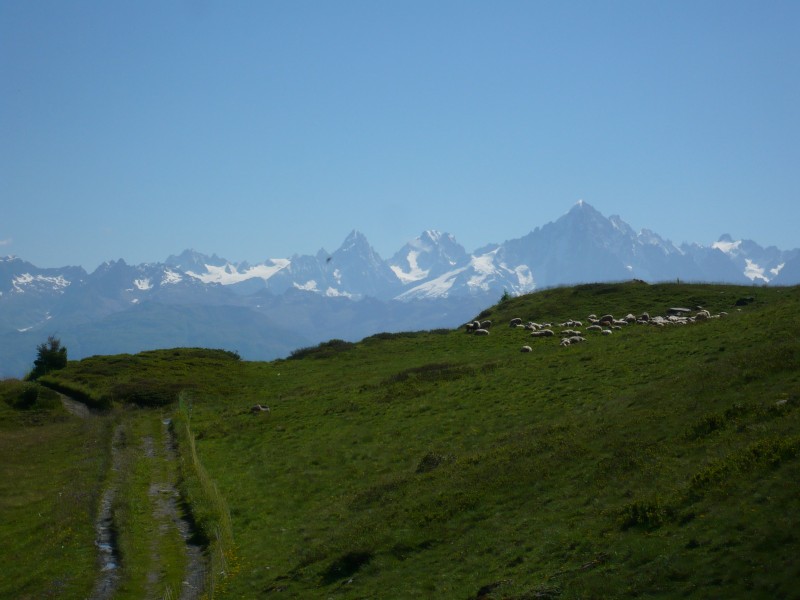 #2 Piste, moutons... : ... et la Verte Piste, moutons... : ... et la Verte