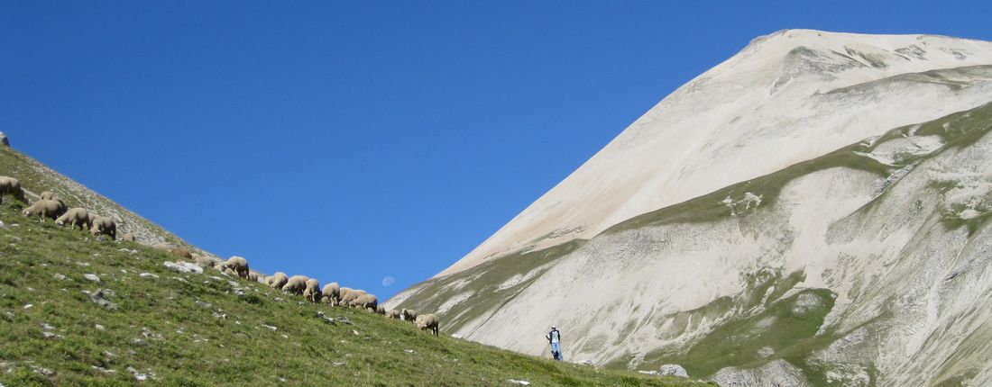 #5 Moutons, berger et lune : devant l Moutons, berger et lune : devant l'imposante Tête de Vallon Pierra