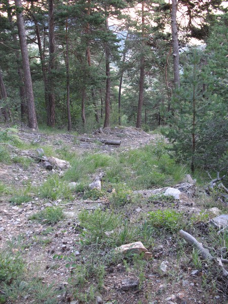 #2 le sentier de la Pinée : trace de débardage :( le sentier de la Pinée : trace de débardage :(