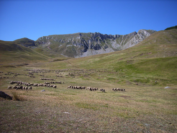#4 Troupeau à Clapouse : Au dessus, les Monges Troupeau à Clapouse : Au dessus, les Monges