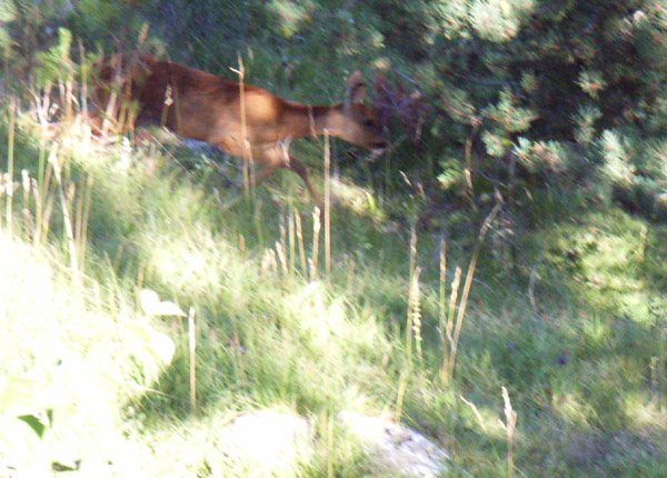 #2 Un faon au hameau d Un faon au hameau d'Esparron : bien sauvage le coin