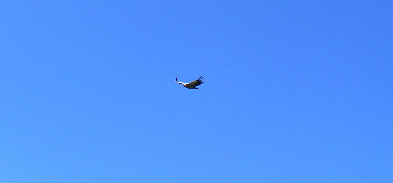#11 Rapaces : Vol majestueux Rapaces : Vol majestueux