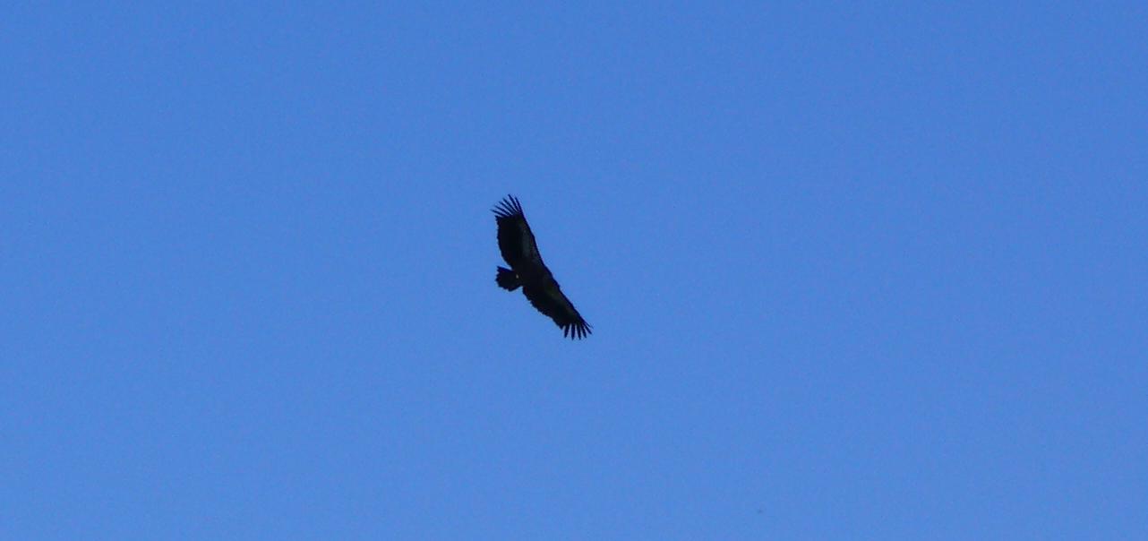 #10 Rapaces : Danseurs du ciel Rapaces : Danseurs du ciel