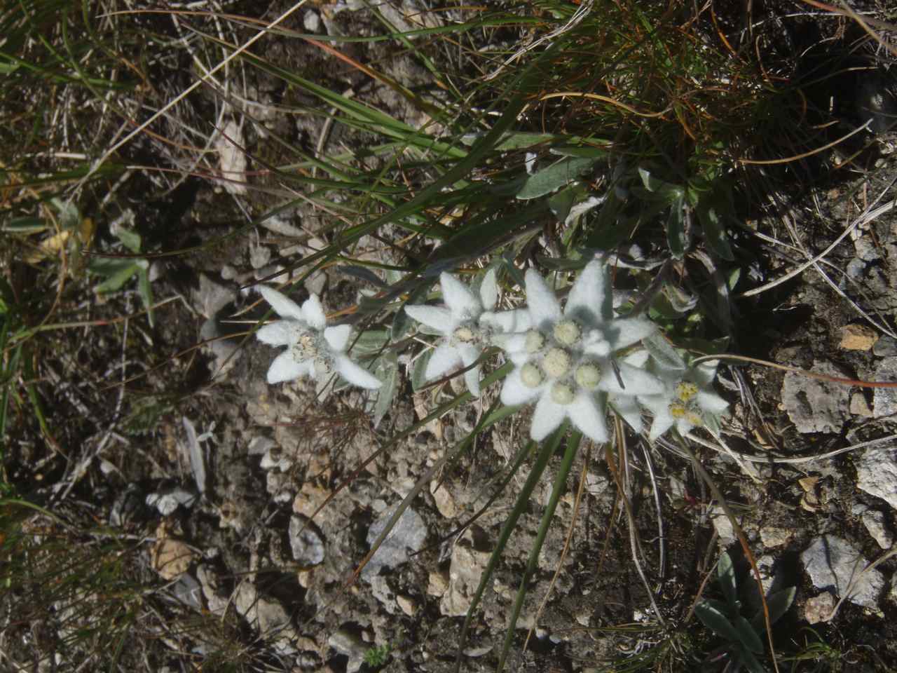 #10 Un champ d Un champ d'Edelweiss nous attendait...