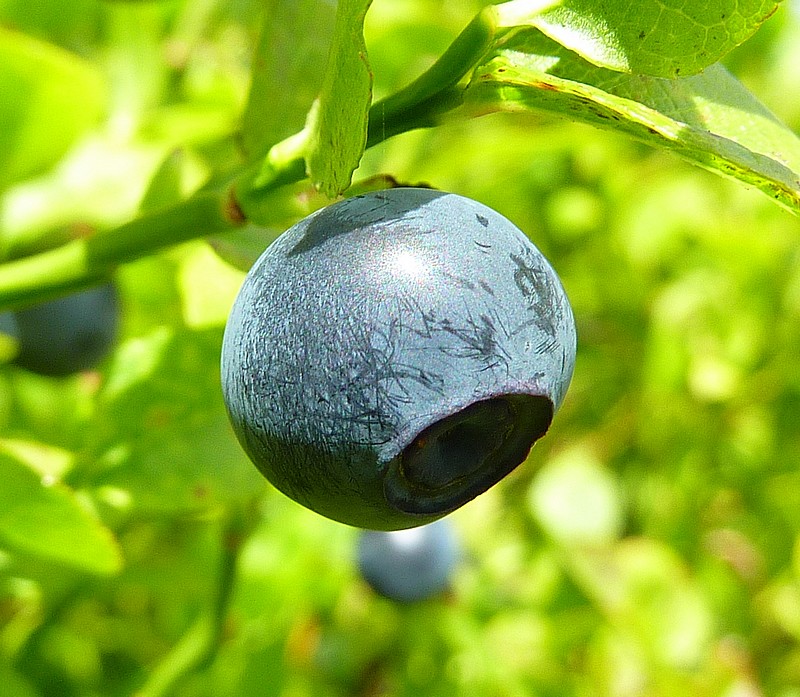 #3 Vaccinium myrtillus : Brimbelle Vaccinium myrtillus : Brimbelle