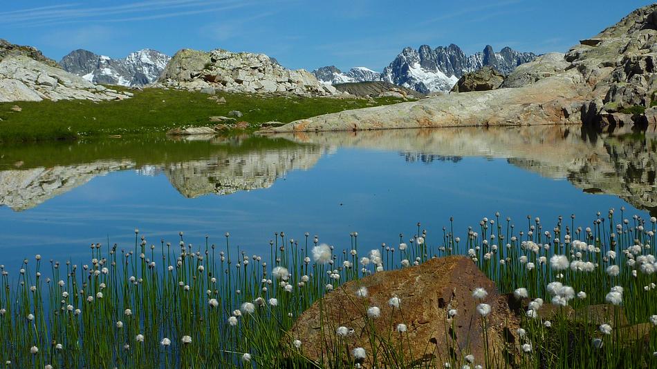 Lac de la Balme : Linaigrettes