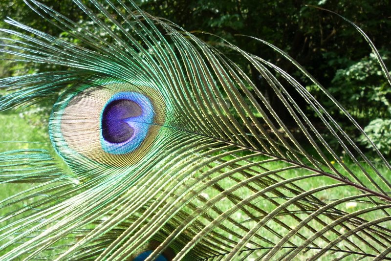 Plume de paon : On transporte quelques souvenirs sur le sac à l'arrière