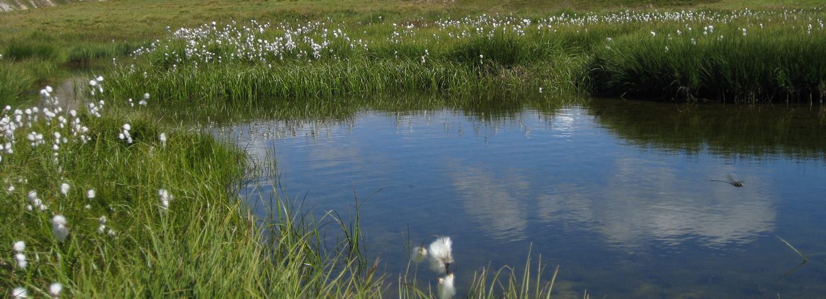 Lac de Marion : et sa libellule