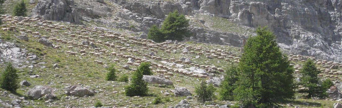 Gros troupeau : en remontant au col de Furfande