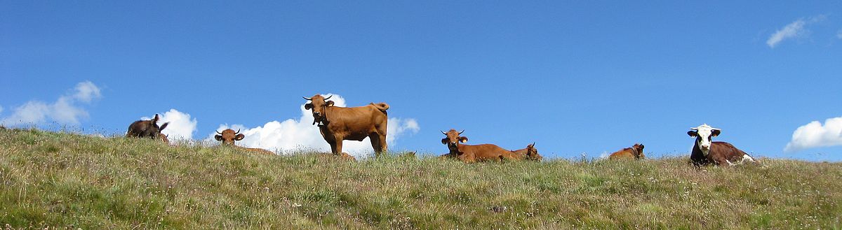 Vaches : curieuses