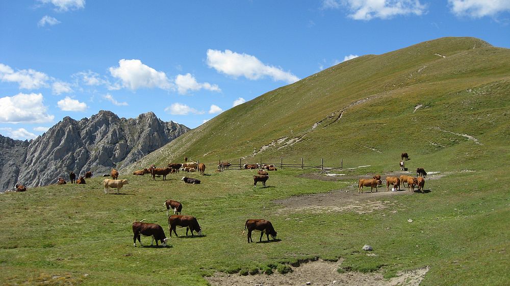 bonne herbe : sous le col du Vacivier