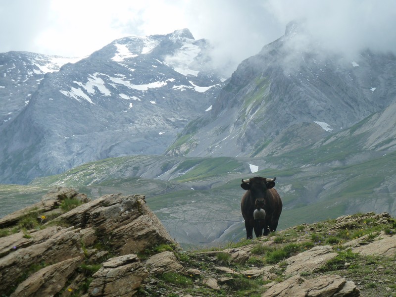 #1 ding dong : a la vache, elle se tape la cloche a elle toute seul ding dong : a la vache, elle se tape la cloche a elle toute seul