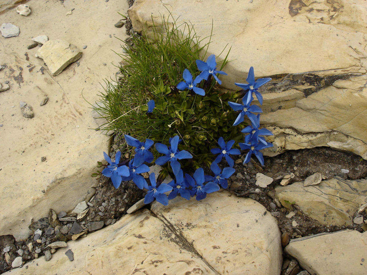 #16 Gentianes : magnifiques Gentianes : magnifiques