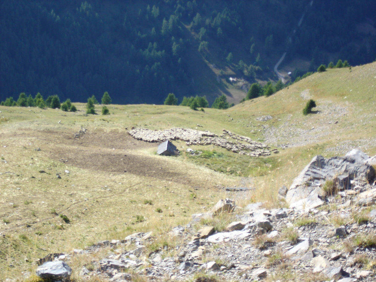 #29 Bergerie : Bonne descente sous le col de Girabeau Bergerie : Bonne descente sous le col de Girabeau