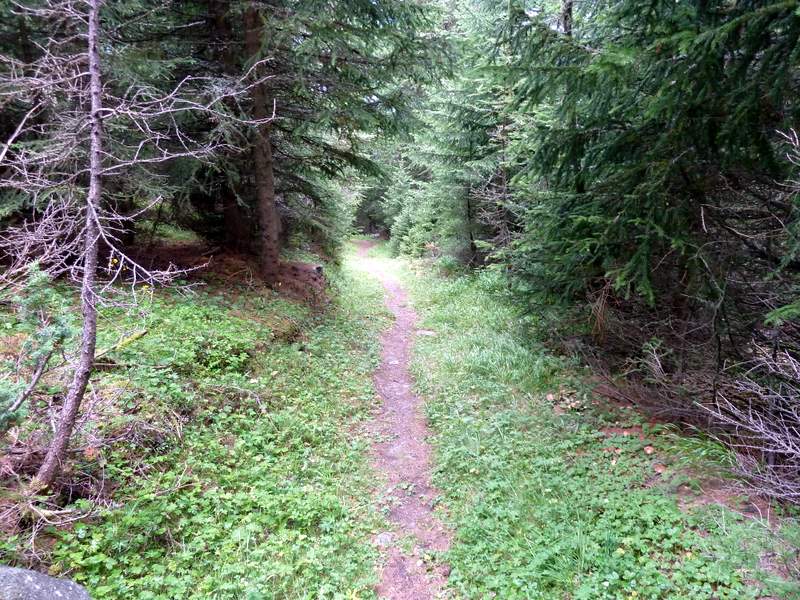 #3 Col de Cou : Single forestier au dessus de Mase Col de Cou : Single forestier au dessus de Mase