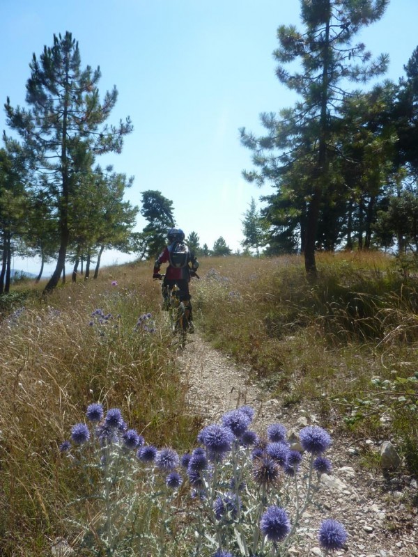 Suite : Les herbes sont sèches, laissant apparaître les chardons en fleurs