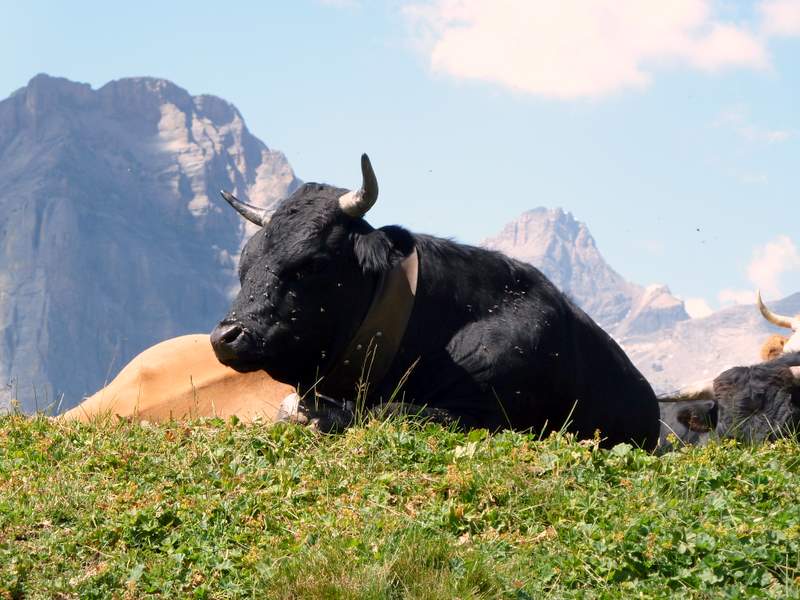 Torrenthorn : Vache d'Hérens