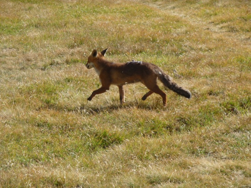 Mont Taou Blanc : Décidément, les animaux sauvages c'est plus ce que c'était...!