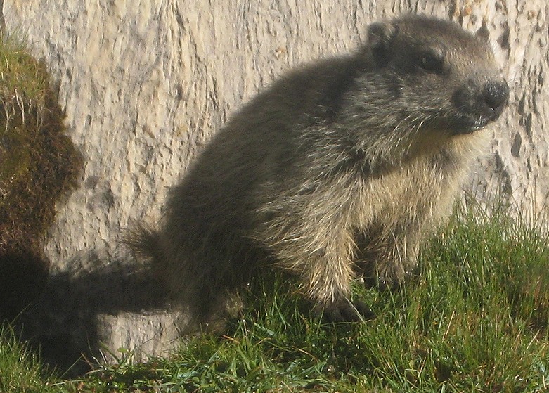 #26 Marmotton : Petit marmotton deviendra gros s Marmotton : Petit marmotton deviendra gros s'il se fait nourrir par les touristes...