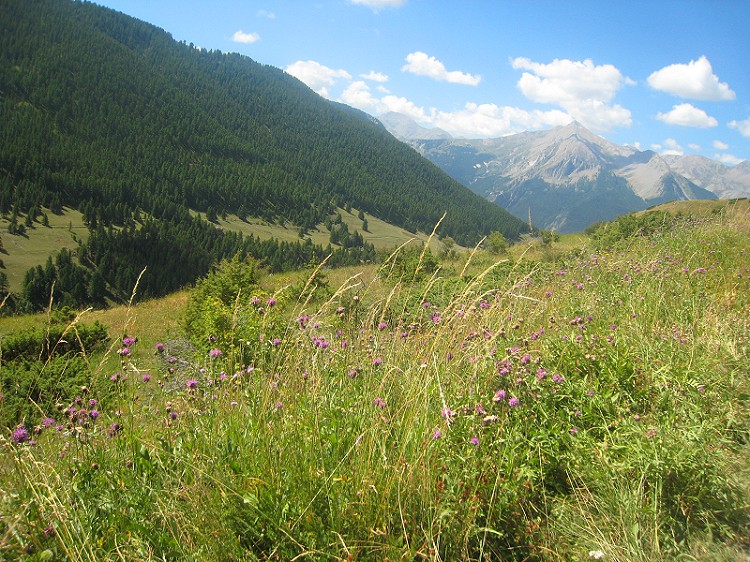 #23 Plus on descend... : plus c Plus on descend... : plus c'est vert. En face le GR6 qui descend sur l'Ubaye