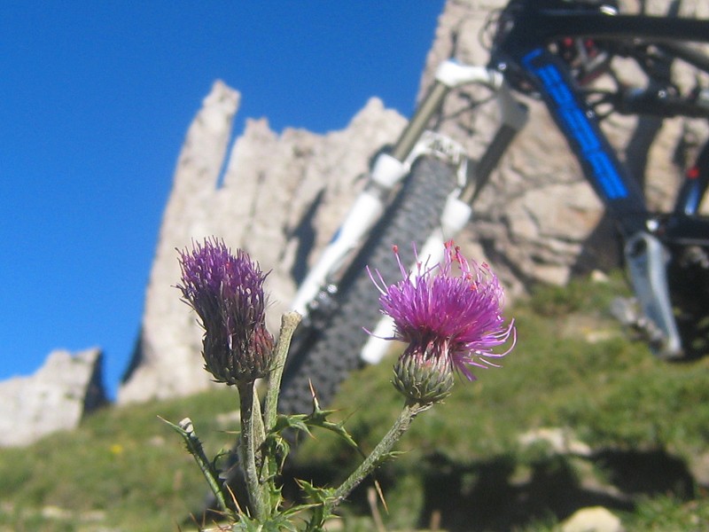 #3 ne roulez pas sur les fleurs : Fleurs et VTT ne roulez pas sur les fleurs : Fleurs et VTT