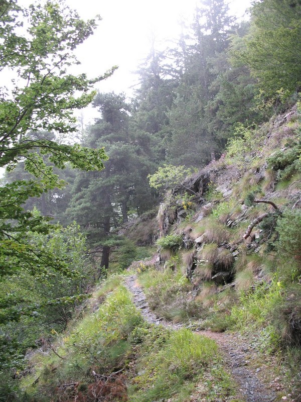 #7 avec brume au RdV : joli passage du sentier de montée avec brume au RdV : joli passage du sentier de montée
