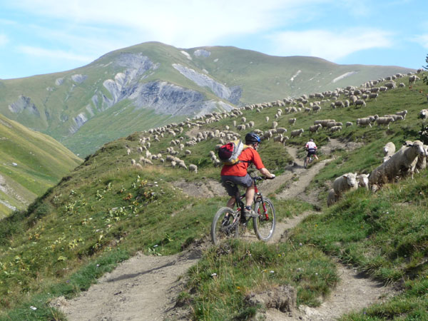 #9 On compte les moutons : Il y a du monde sur le parcours On compte les moutons : Il y a du monde sur le parcours