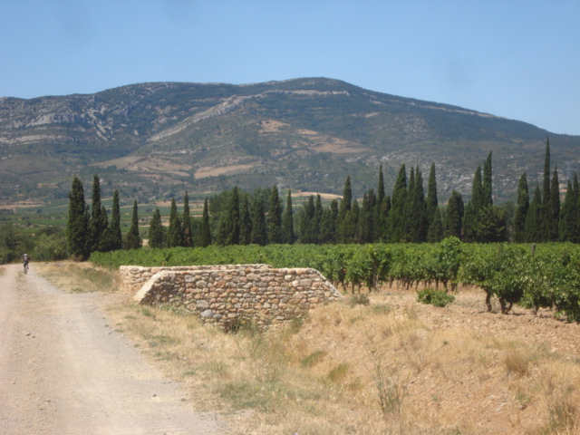 Alaric et ses vignobles : le mont Alaric en toile de fond, depuis les vignobles de Boutignane