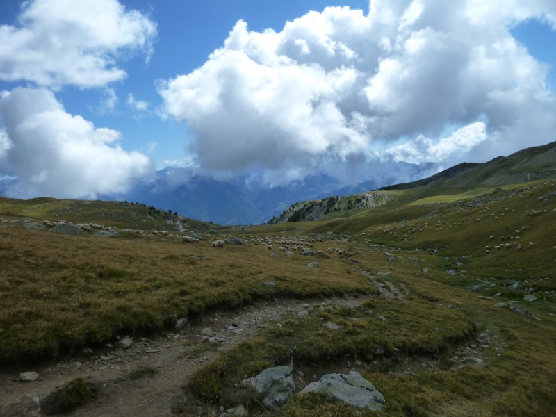 #1 Tête de Vautisse : Mais que fait le loup? Tête de Vautisse : Mais que fait le loup?