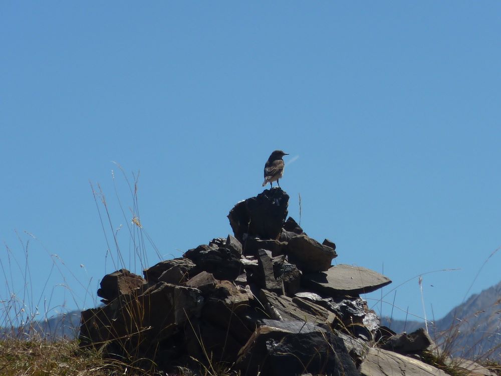 #4 Oiseau : Il nous accompagnera de caïrn en caïrn sur la moitié de la montée ! Oiseau : Il nous accompagnera de caïrn en caïrn sur la moitié de la montée !