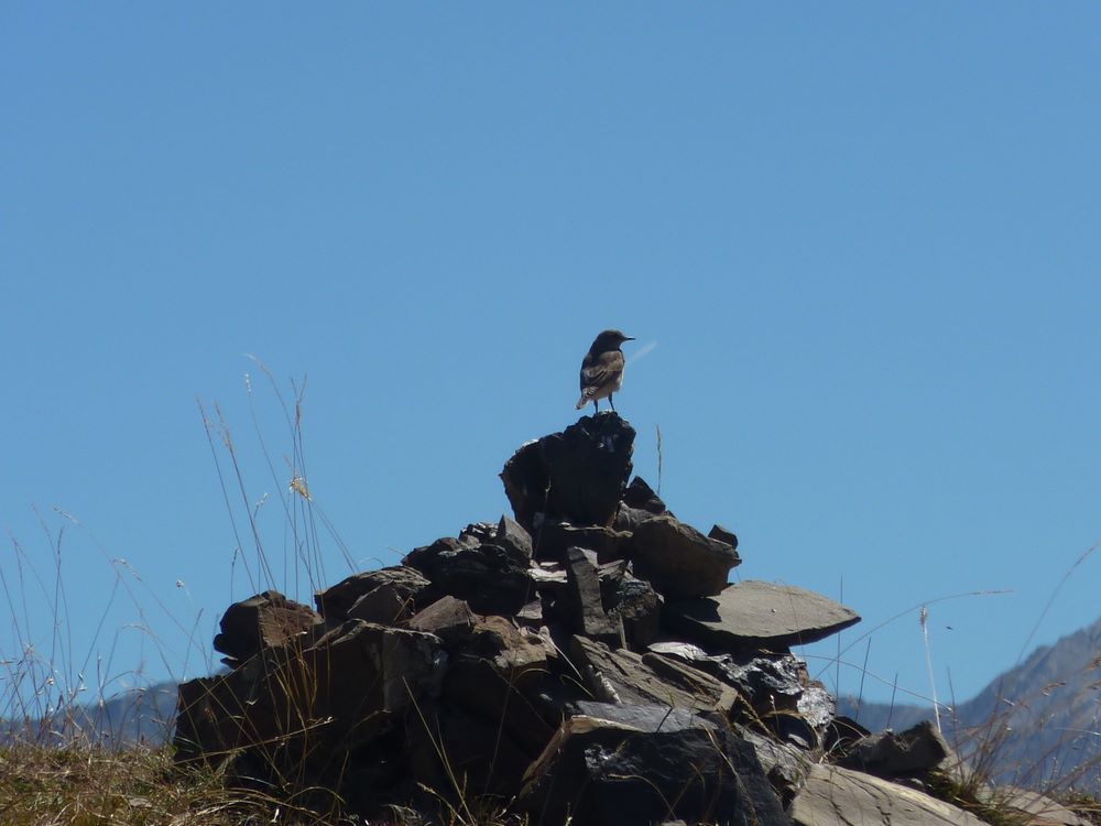 Oiseau : Il nous accompagnera de caïrn en caïrn sur la moitié de la montée !