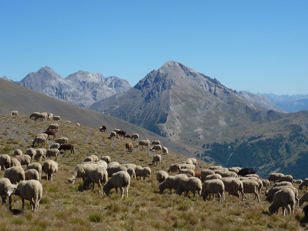 Haute Ubaye : Ovins