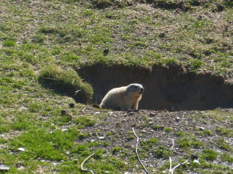 #14 Dame marmotte : Coucou ! Dame marmotte : Coucou !