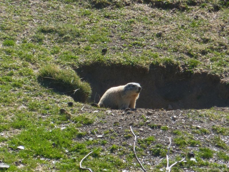 Dame marmotte : Coucou !