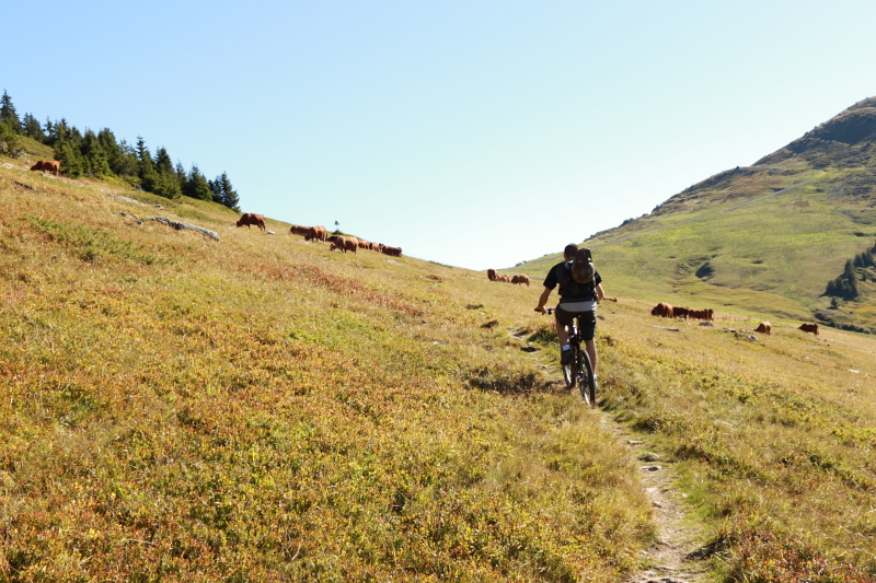 Vacherie de single bouseux : en arrivant au col de la Bâthie