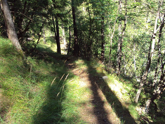 #11 sous bois : dans le sous bois sous bois : dans le sous bois