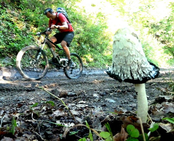 #1 crevé : champignon crevé : champignon