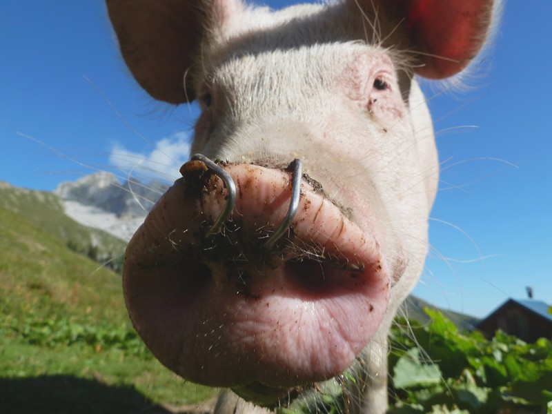 #4 jambon bis : pour les fans de percement jambon bis : pour les fans de percement
