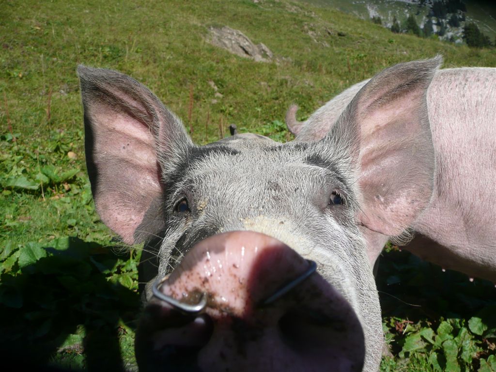 #6 Jambon : mais oui je t Jambon : mais oui je t'aime moi aussi